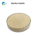 manufacturer supply top quality bacillus subtilis for fish and shrimp feed